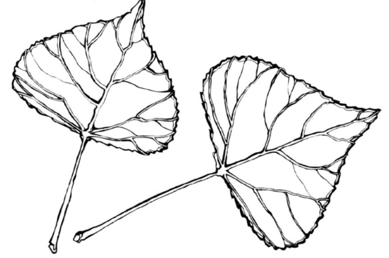 Лист липы раскраска