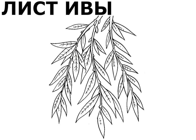 Листья раскраска для детей