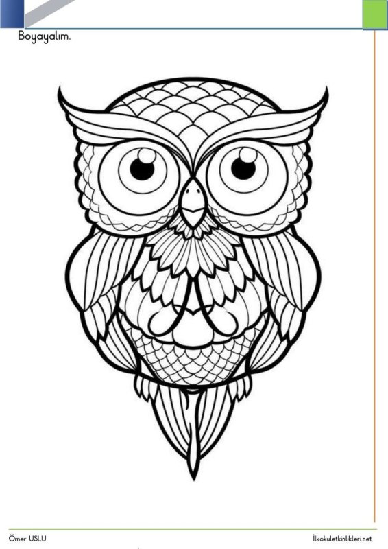 Раскраска Сова