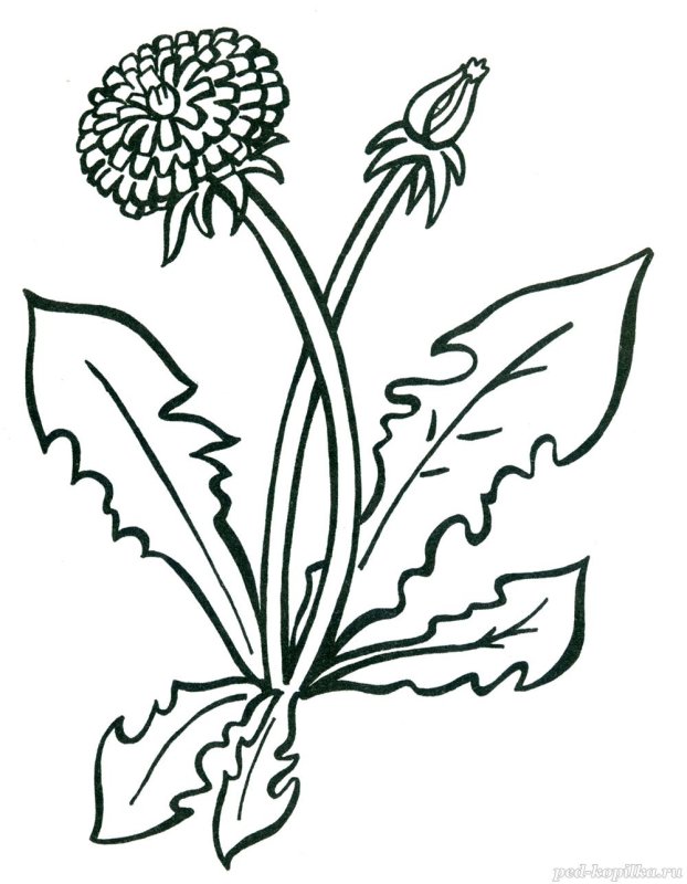Одуванчик раскраска для детей