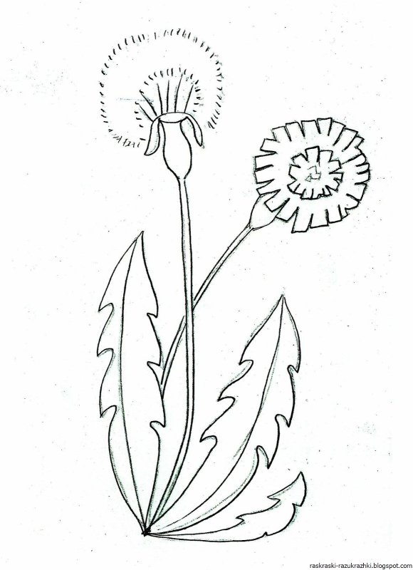 Одуванчик карандашом