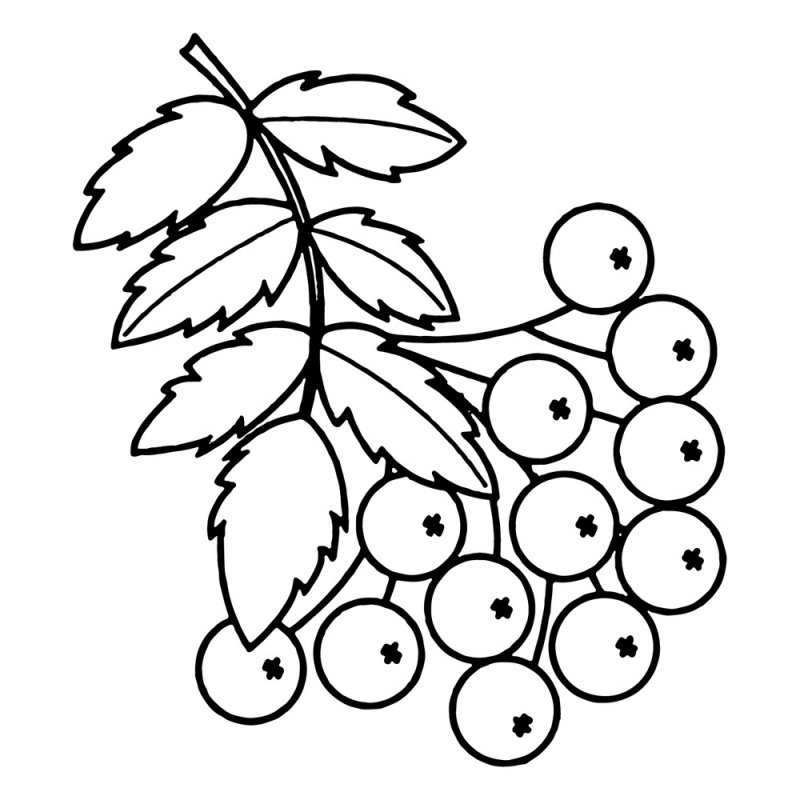 Рябина раскраска