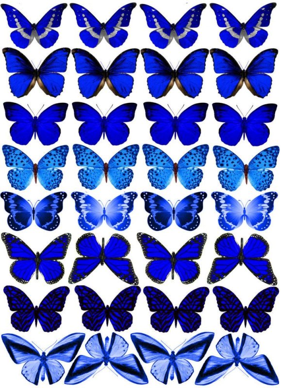Синяя бабочка