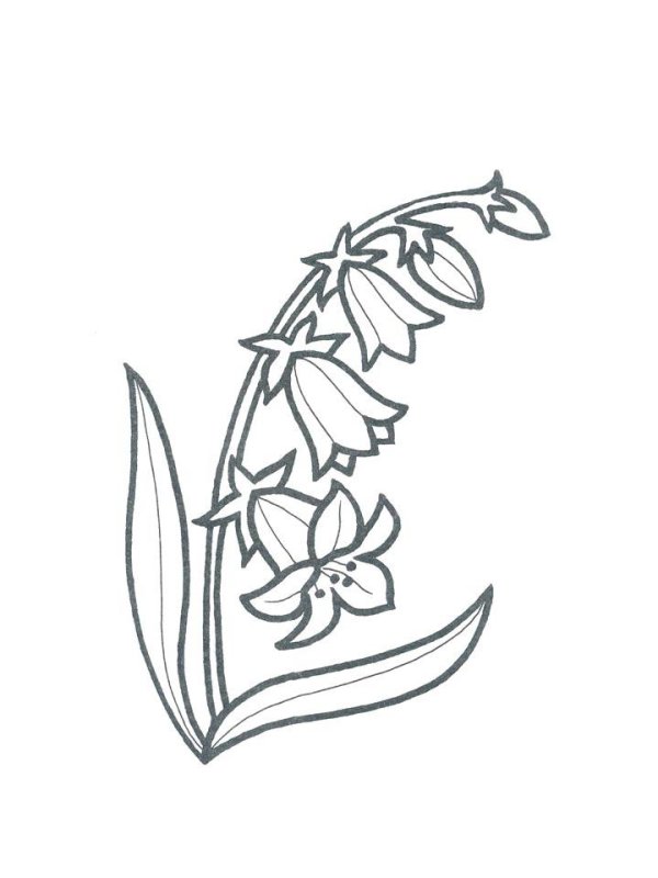 Раскраска цветов колокольчик