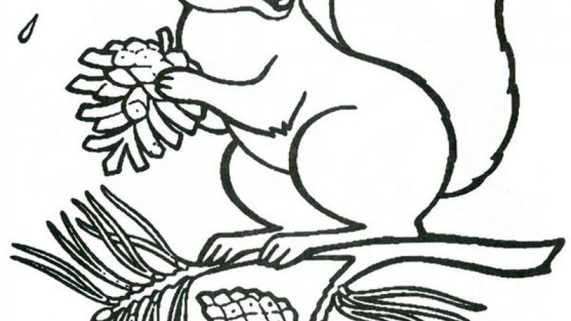 Белка раскраска для детей