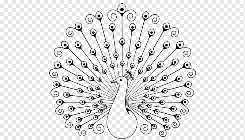 Павлин. Раскраска