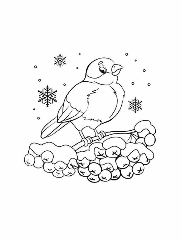 Снегирь на ветке раскраска