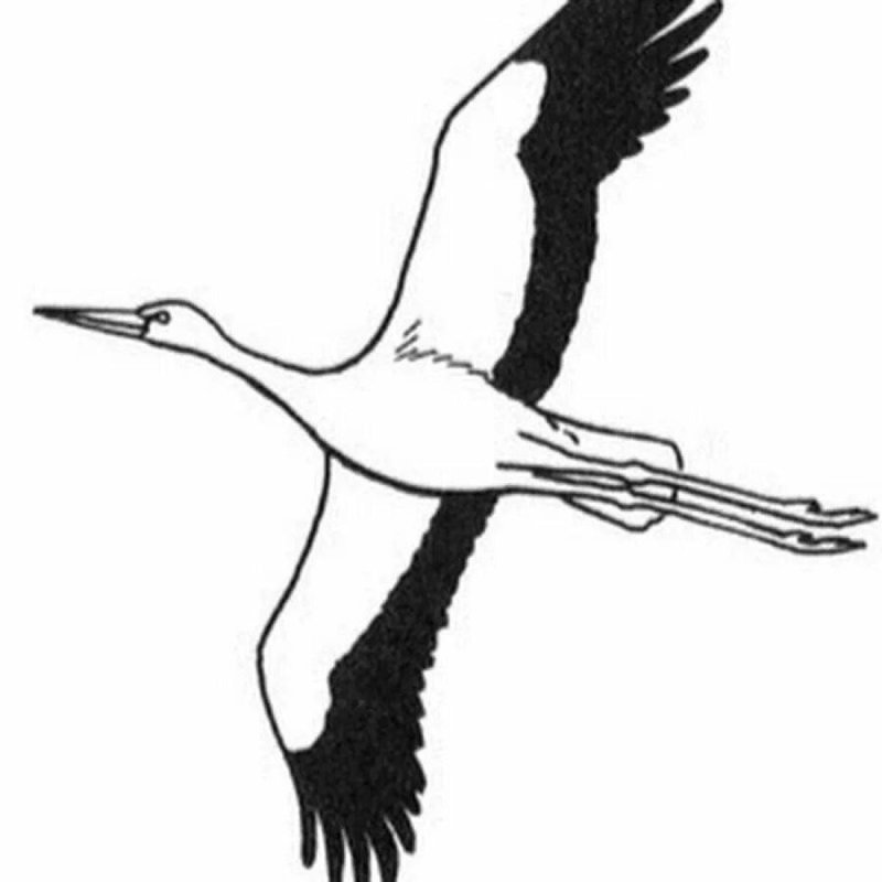 Аист рисунок