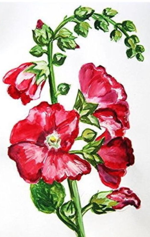 Цветки мальвы