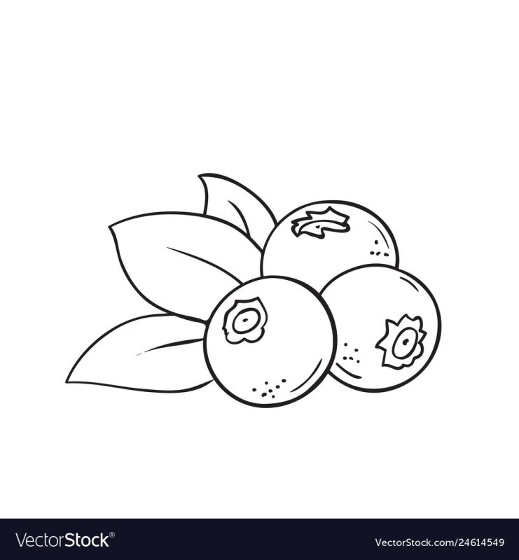 Голубика раскраска для детей