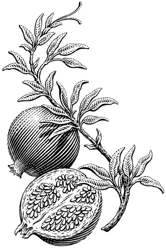 Гравюры растения