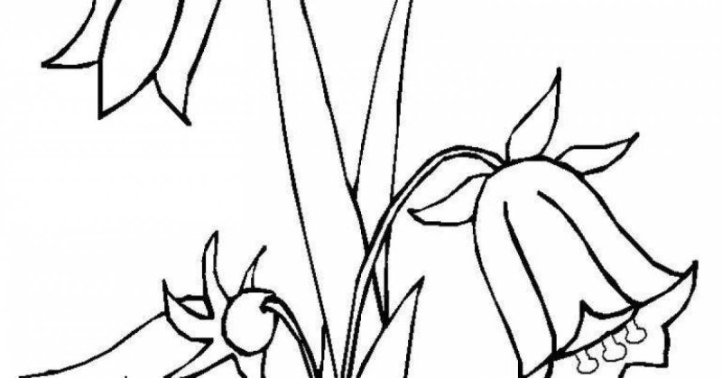 Колокольчик цветок раскраска для детей