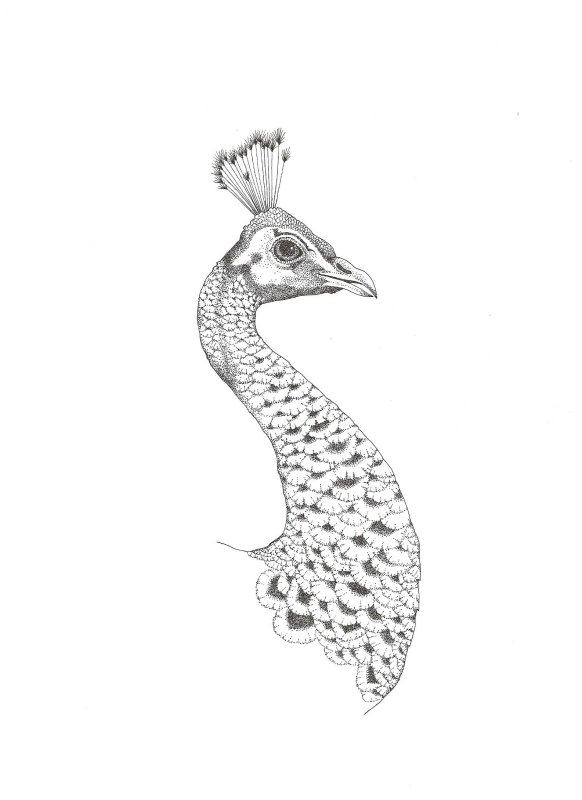 Трафарет павлина голова