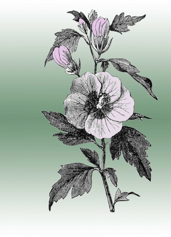 Гравюры цветов