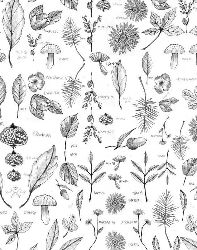 Ботанические зарисовки