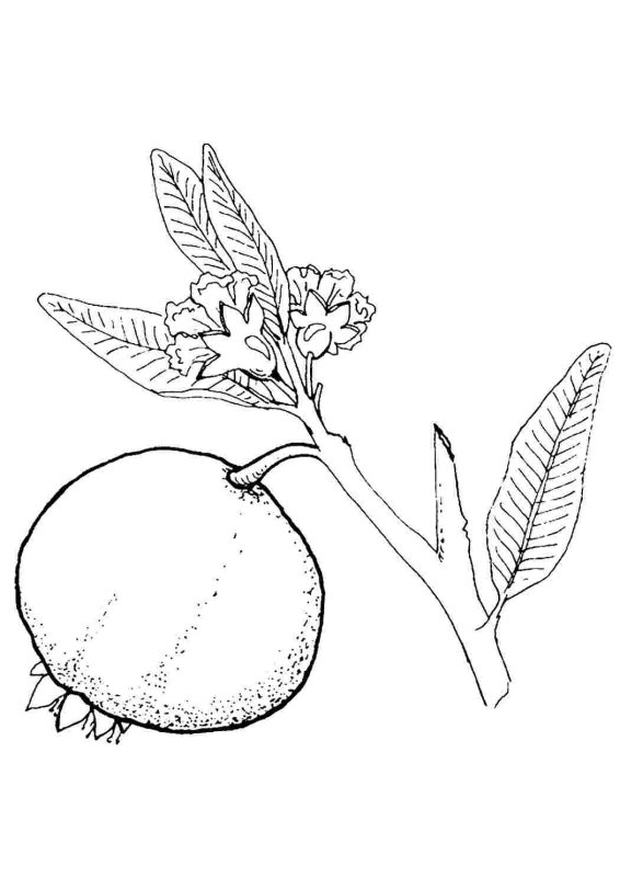 Гранат раскраска