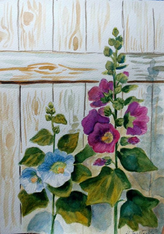 Фиалка Мальва