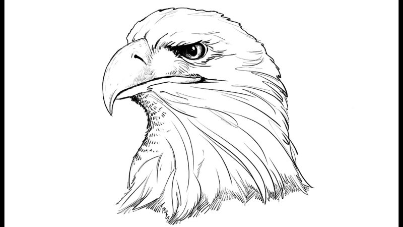 Рисунок орла для срисовки