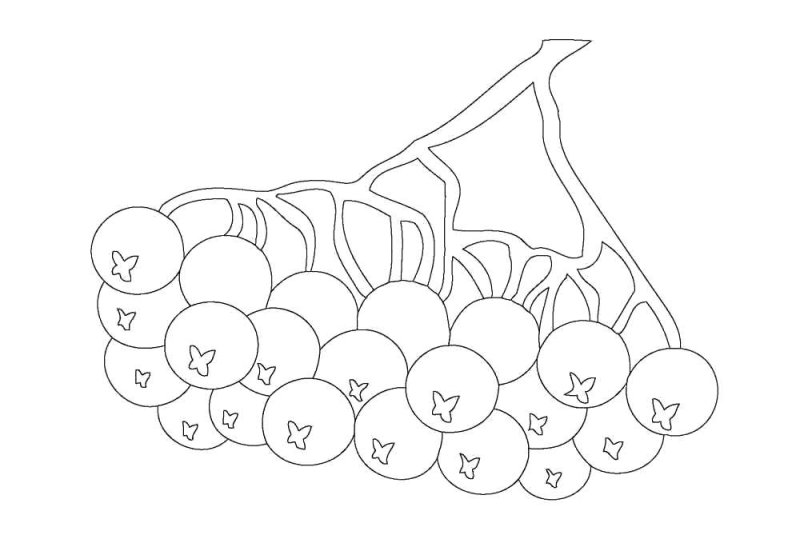 Рябина раскраска для детей