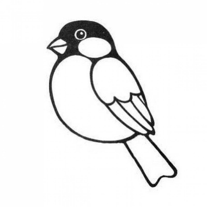 Снегирь раскраска для детей