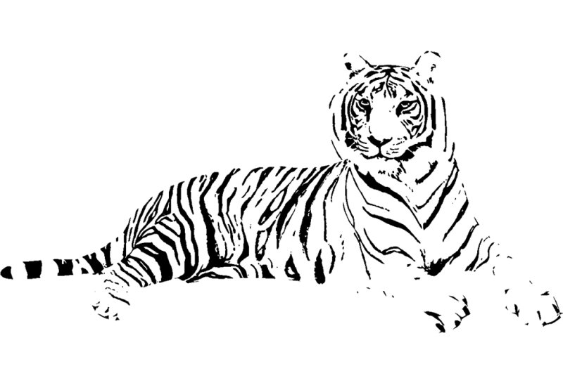 Тигр рисунок