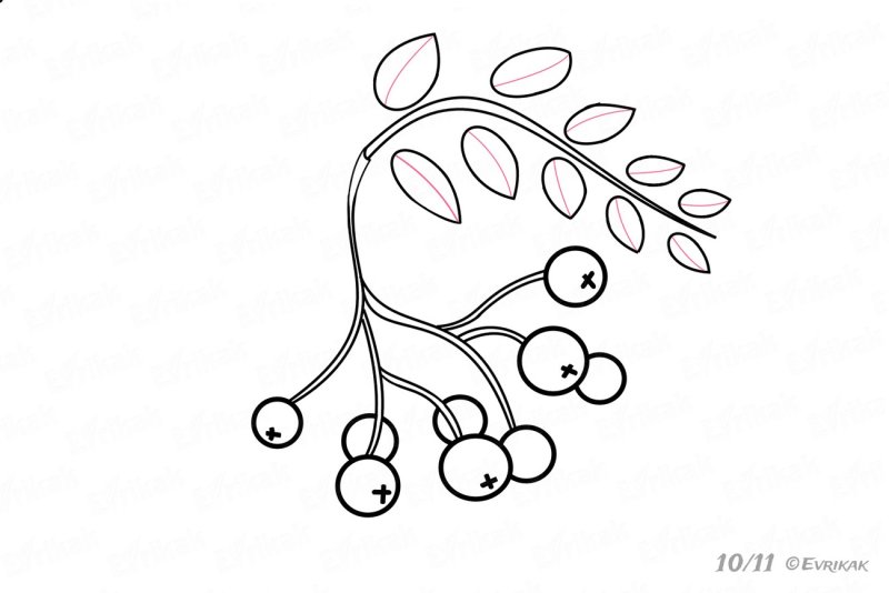 Кисть рябины раскраска