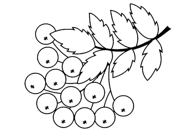 Рябина для раскрашивания детям