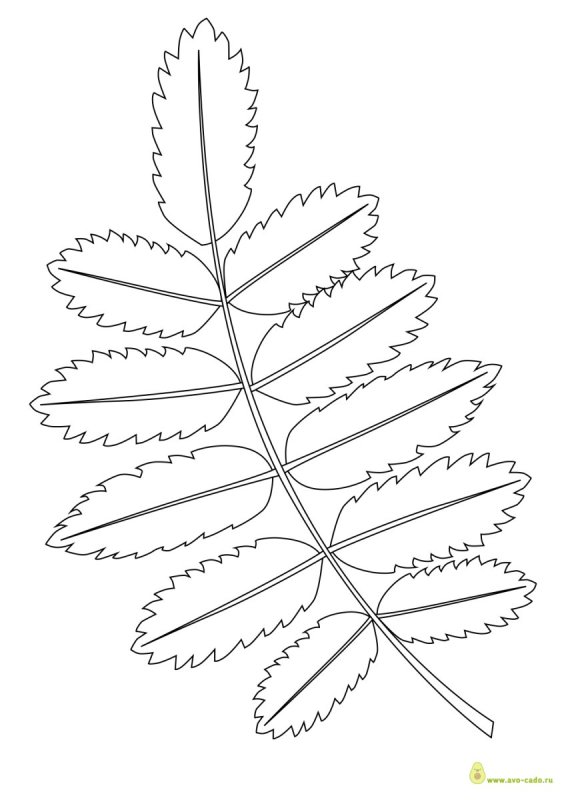Лист рябины трафарет для вырезания