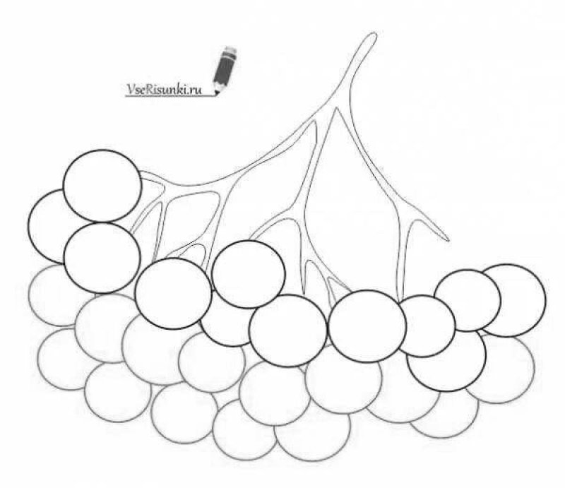 Рябина раскраска для детей