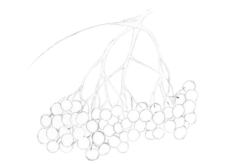 Ветка рябины раскраска для детей