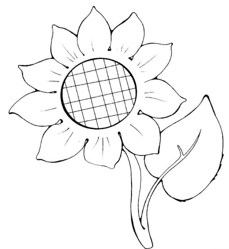 Подсолнух. Раскраска