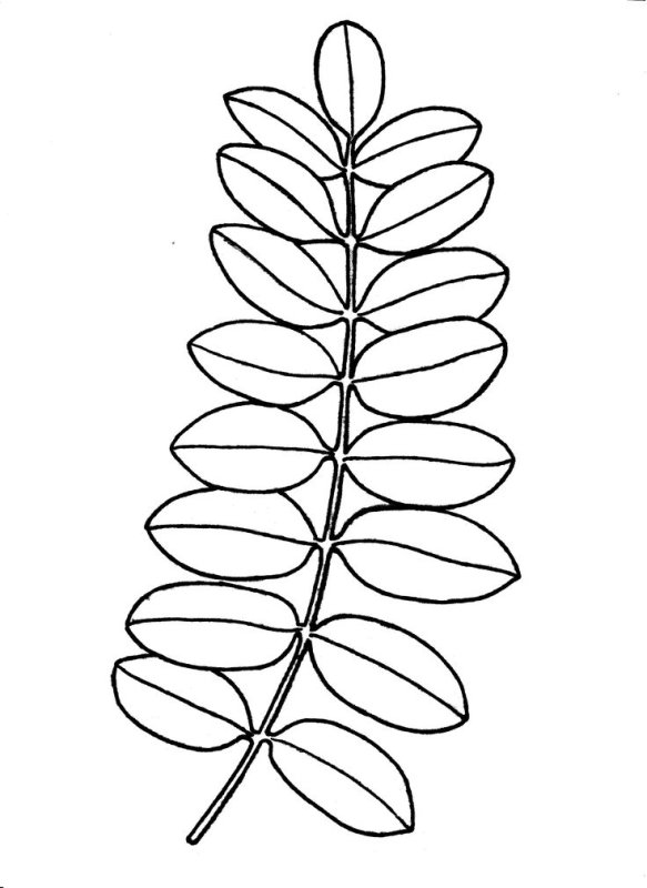 Трафарет листьев рябины