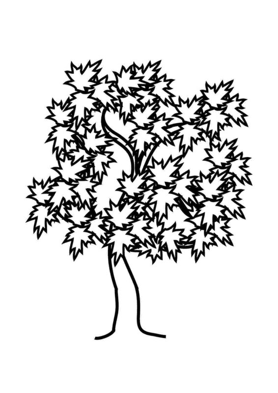 Клен раскраска для детей