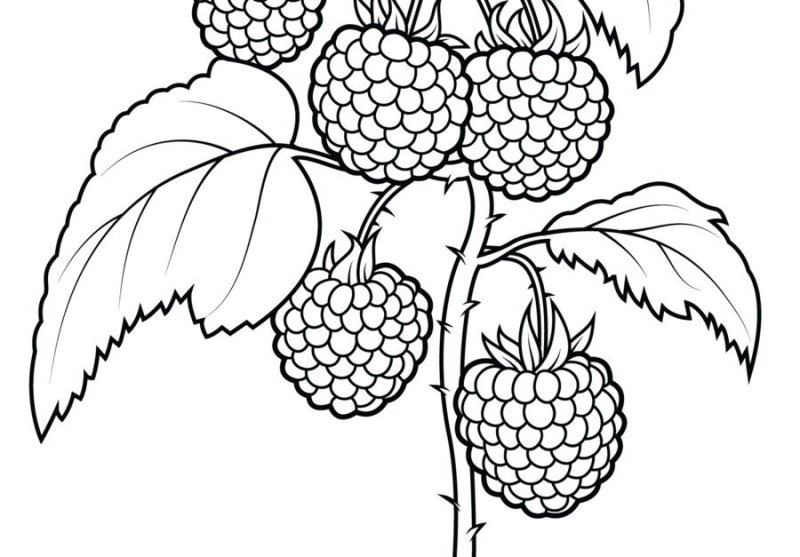 Ягоды раскраска для детей