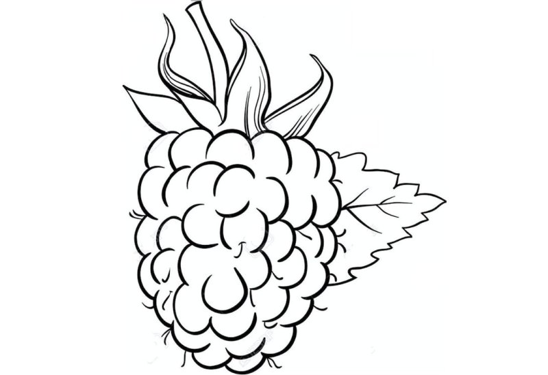Малина картинка для детей раскраска