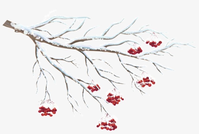 Рябина на белом фоне