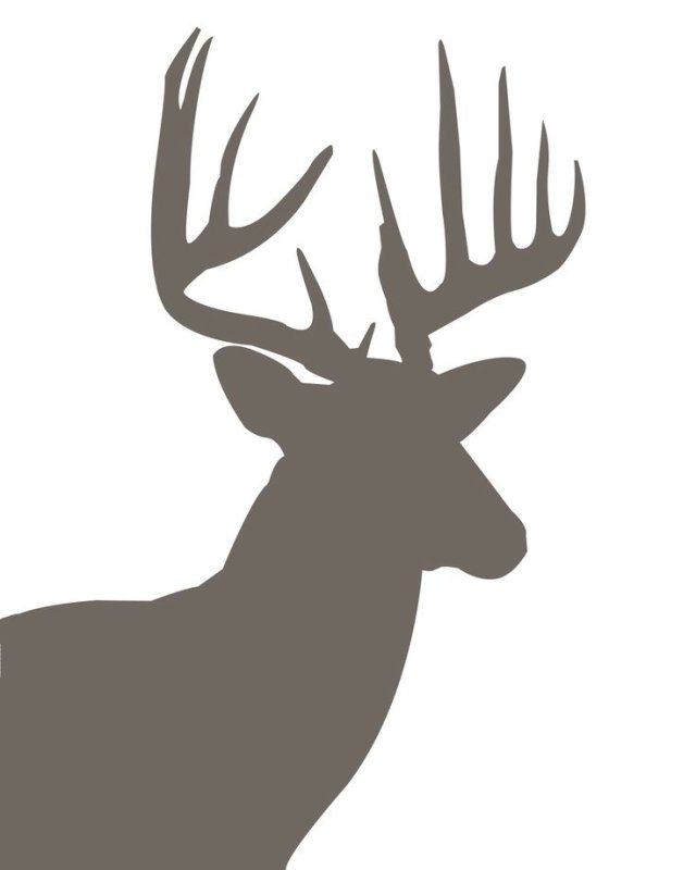 Голова оленя профиль