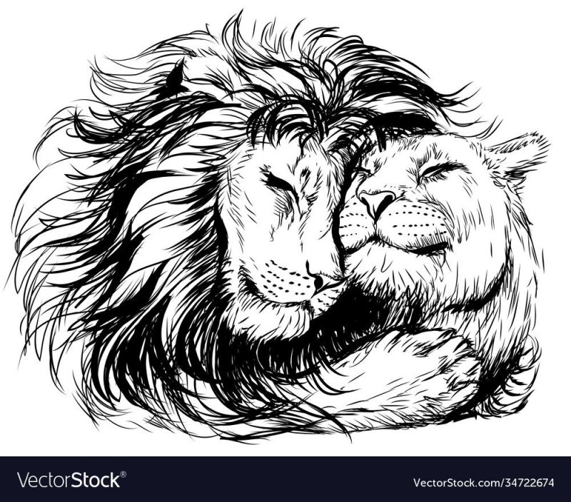 Лев и львица эскиз