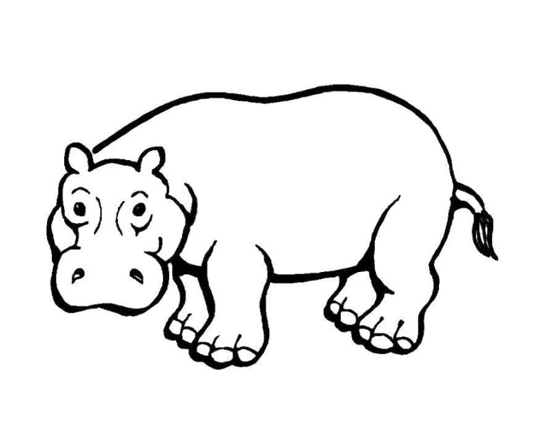 Бегемот раскраска