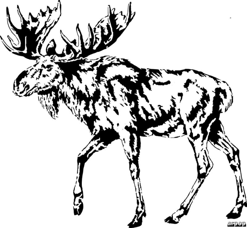 Рисунки для выжигания