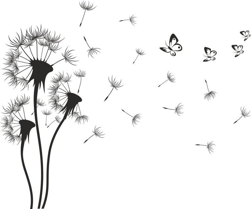 Одуванчик на белом фоне