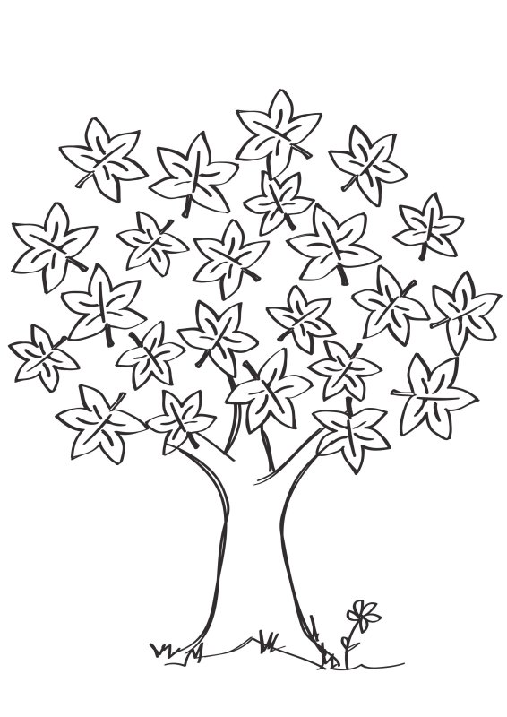 Кленовое дерево раскраска