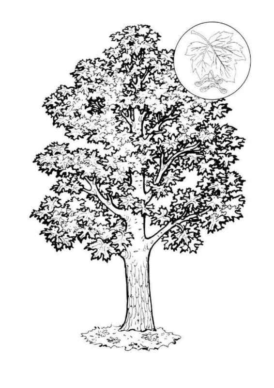 Раскраска дерево клен