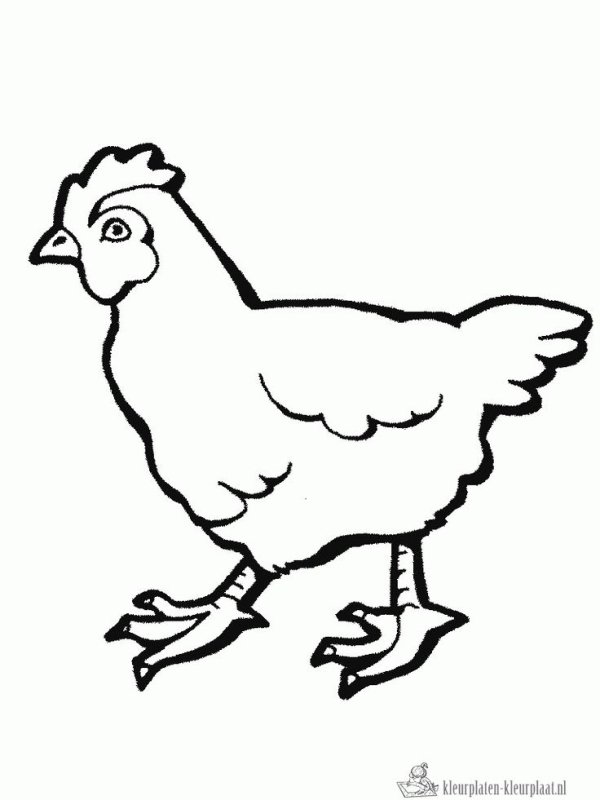 Курочка раскраска для детей