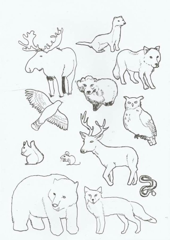 Рисунки животных