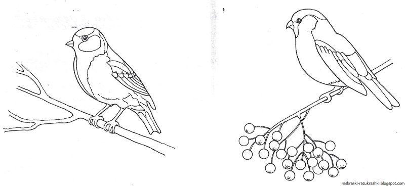 Снегирь на ветке раскраска