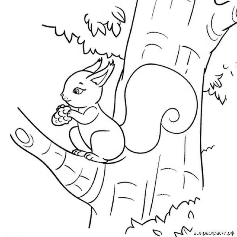 Раскраска белка с бельчатами лесу