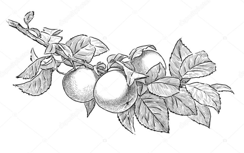 Яблоко эскиз