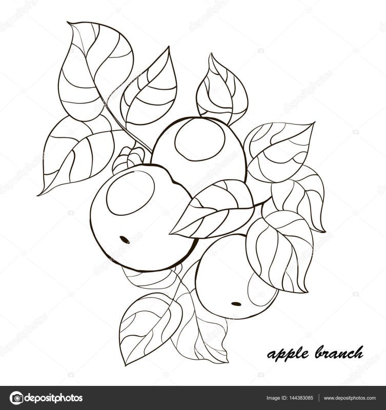 Яблоко эскиз