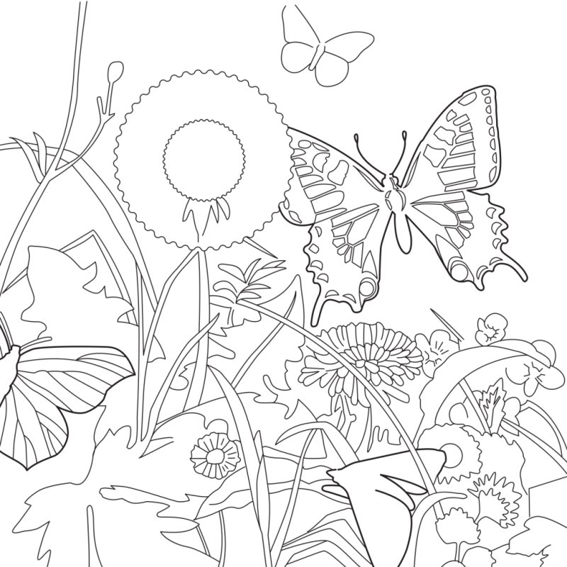Цветы и бабочки. Раскраска